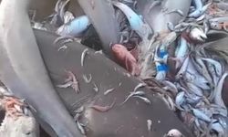 Yer yine Mersin: Bu kez 8 köpekbalığı ağlara takıldı