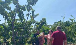 Yeşilçam Yıldızı Savaş’tan nostaljik ziyaret: Geleneksel kıyafetiyle kiraz topladı