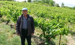 Zirai donun vurduğu tescilli "köhnü" üzümünde umutlar yapraklarda