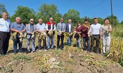 Zonguldak’ta ilk kez makineli sarımsak hasadı gerçekleştirildi