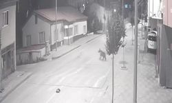 Ayılar ilçeyi mesken tuttu, cadde ve sokaklarda görülmeye başladı