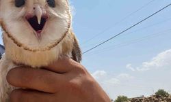 Diyarbakır’da sıcaktan bunalan peçeli baykuş eve sığındı