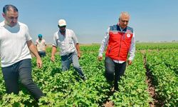 Hatay’da pamuk tarlaları incelendi