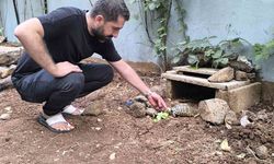 Kıraathane sahibi aç kalan kaplumbağaları sahiplendi