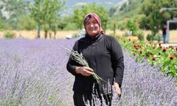 Lavanta Kokulu Hanımağalar