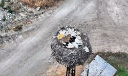 Leylek ailesi uyurken görüntülendi