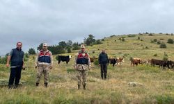 Refahiye’de kaybolan 19 büyükbaş hayvan Giresun il sınırında bulundu