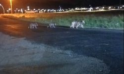 Sarıkamış’ta anne ayı ve yavrularının gece gezintisi kamerada