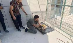 Siirt’te yaralı kuşlar tedavilerinin ardından yaşam alanlarına bırakıldı