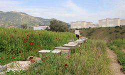 Sultanhisar İlçe Tarım ve Orman Müdürlüğü arıcıları uyardı