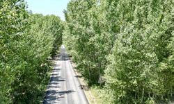 Tokat’taki köy yolu ağaç tüneli ile kartpostallık manzara sürüyor