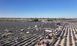 Türkiye’nin en büyük Lavanta Bahçesi’nde festival coşkusu