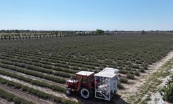 Türkiye’nin en büyük Lavanta Bahçesi’nde hasat zamanı