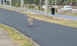 Üç ayaklı köpek yaşama tutundu