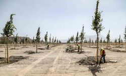 Van Büyükşehir Belediyesi Ihlamur Parkı’yla kente renk katacak