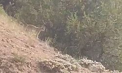 Yozgat’ta vaşak görüntülendi