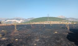 Yüksek gerilim hattına çarpan karga, 2 dönüm alanı kül etti