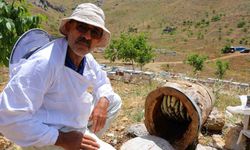 Ağaç kütüğünde doğal bal