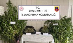 Bozdoğan’da uyuşturucu operasyonu: "Ormanlık alanda kenevir yetiştirmiş"