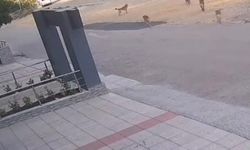 Bursa’da köpek saldırısından son anda kurtuldular
