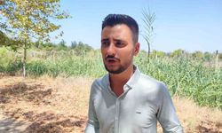 Çukurova Üniversitesi yerleşkesine domuzlar girdi, vatandaş havlayarak kovaladı