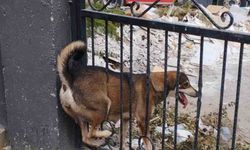 Demir korkuluklara sıkışan köpek itfaiye ekiplerince kurtarıldı