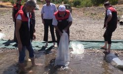 Elazığ’daki su kaynaklarına 5 milyon 786 bin yavru sazan bırakılacak