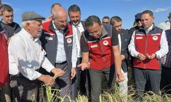 Çanakkale’de damla sulamayla yetiştirilen çeltiklerde hasat zamanı