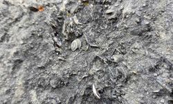 Gümüşhane’de milyonlarca yıllık deniz fosili yatağı bulundu