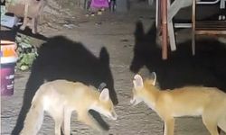 İki tilki akşamları bu evin misafiri