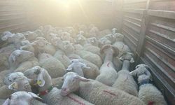 Kırklareli’nde 57 kaçak hayvan yakalandı
