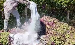 Manisa’da yasaklı ilaç kullanılan 6 ton üzüm imha edildi