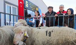 Aliağa Belediyesinden üreticiye damızlık koyun desteği