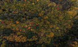 Bolu geçişinde ağaçlar sarı, turuncu ve kızıl tonlara büründü