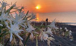 Cezası 2 milyon 800 bin TL’ye kadar çıkıyor: Akdeniz’in güzelliği kum zambakları koruma altına alındı