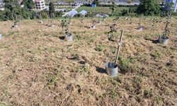 Fındıkta rekolte ve randıman artıracak çalışma