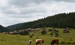 Güzelliğiyle mest eden Kastamonu yaylaları hayvancıların en büyük geçim kaynağı