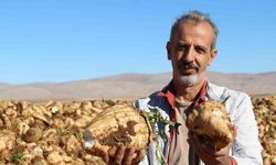 Kahramanmaraş’ta şeker pancarı sökümü başladı