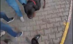 Sokakta ağızlıksız gezdirilen ’Rottweiler’ cinsi köpek dehşet saçtı... O anlar kamerada