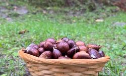 Türkeli’de kestane sezonunda vatandaşlar ormana akın etti