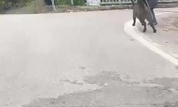Yaşlı adam, üzerine koşan domuzdan son anda kurtuldu