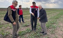 Aksoy: 'Anıza ekim, yağmurun emilimini artırır ve buharlaşmayı azaltarak rutubeti toprakta tutar'