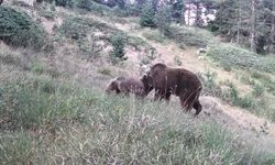 Anne ayı ve yavruları kamerada