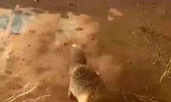 Batman'da bidona kafası sıkışan tilki kurtarıldı