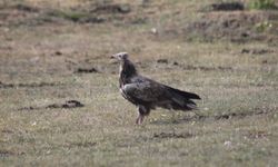 Bayburt’ta nesli tehlike altında olan Mısır Akbabası görüldü