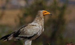Dünyada sadece 3 yerde görülen doğa olayı: Akbabaların yiyecek döngüsü
