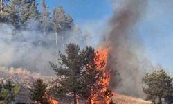 Erzurum'da orman yangını