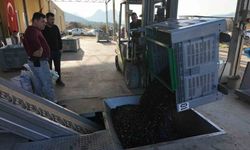 Eskişehir’in Akdeniz’inde zeytinyağının soğuk sıkım yolculuğu