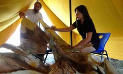 Heyecanlandıran keşifte 16 metrelik balinanın kemikleri birleştirilmeye başlandı