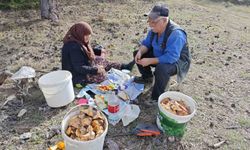 Hisarcık'ta yaşlı çiftin mantar mesaisi